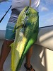 TOP SHOT SPORTFISHING CHARTERS